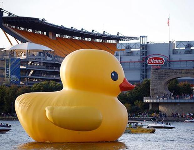 Pittsburgh Duck