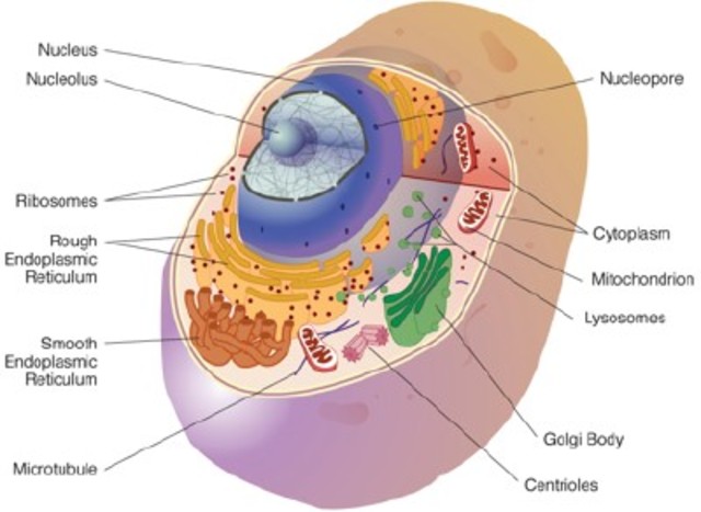 Schwann says  cells are the basic unit of animal structure