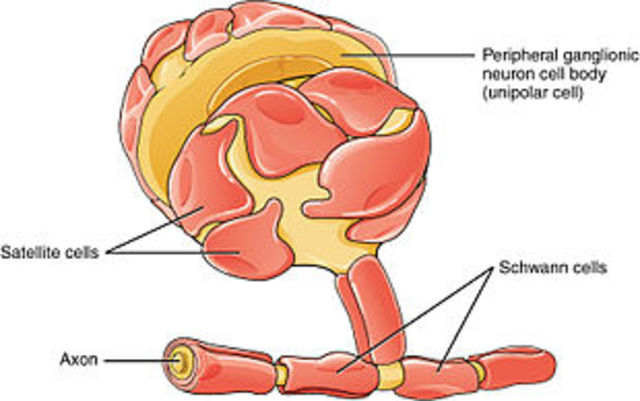 Theodor Schwann Determind the is athe Basic unit of living cells
