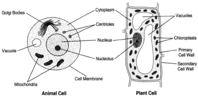 Schwann determined the cell is the basic unti of animal structure.