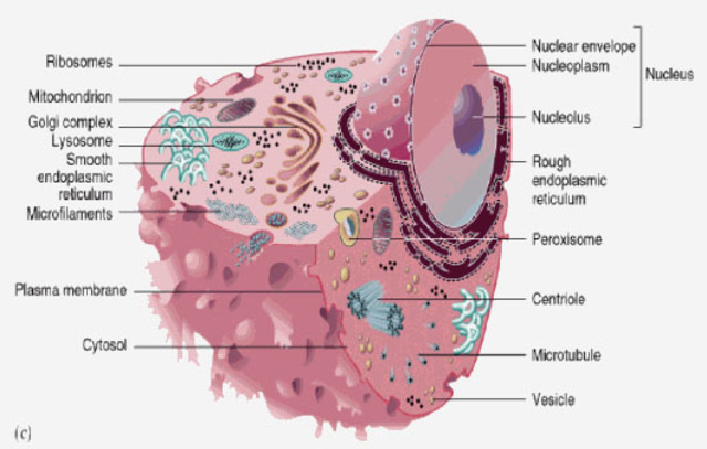 Schwann extended Schleiden's cell theroy to animals,stating that all living things are compsed of cells.