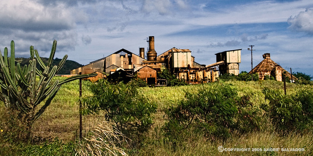 Sugar cane lantation built