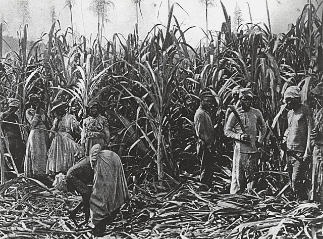 Sugar Cane Plantations Start