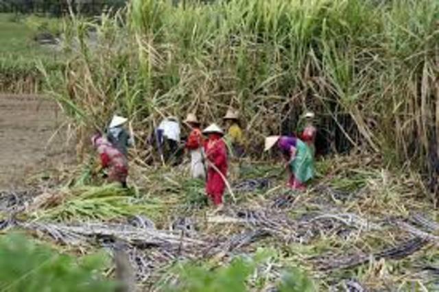 Aisan Imagrants Were Brought to Hawaii