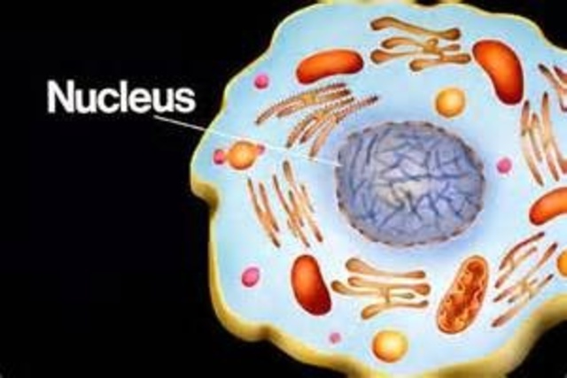 Robert Brown discovered nucleus in a plant cell