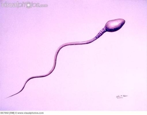 Albert van Roelliker determined sperm and eggs are also cells.