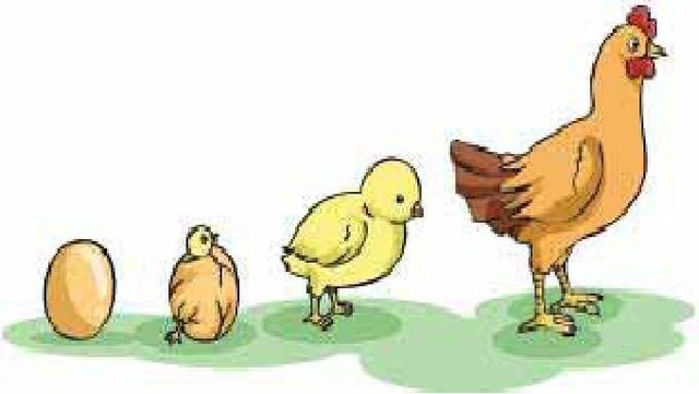 Aristotle observed the growth in animals.