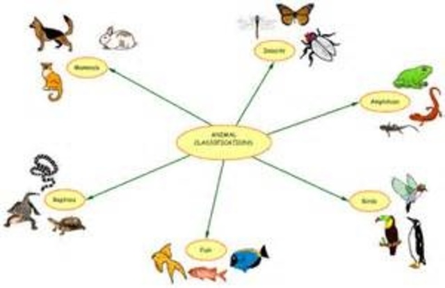 Oken came up with new system of animal classification