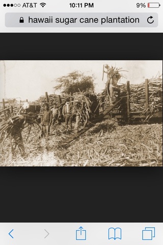 Sugarcane Plantations