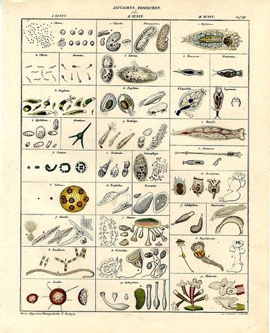 Lorenz Oken- New System of Classification, Infusoria