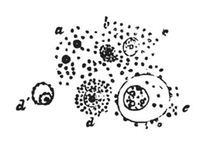 Thoedor Schwann-Proved Cellular Orign