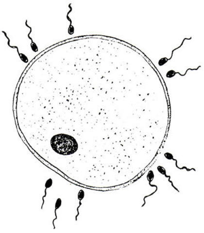 Albrecht von Roelliker- Sperm Cells are Cells