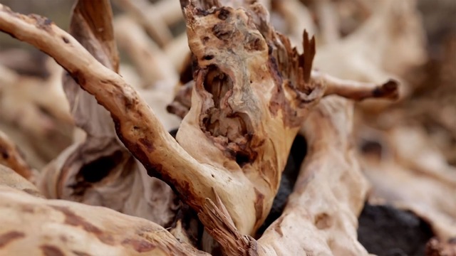 Sandel Wood in Hawaii