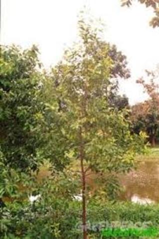 Kamehameha put a Kapu on small sandalwood trees