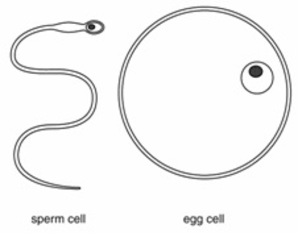 Albercht Von Roelliker