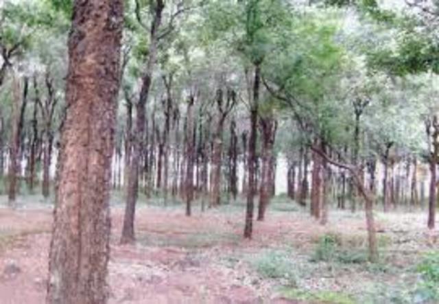 Exporting Sandalwood