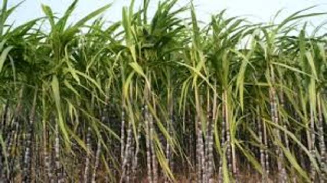Sugarcane Plantation