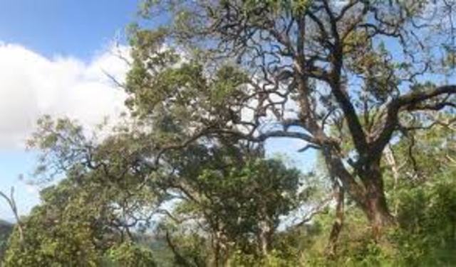 The Sandalwood Trade