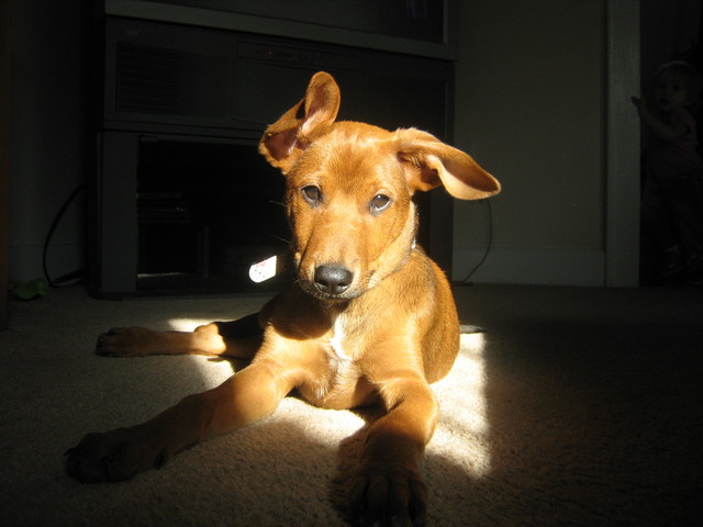 Cuando mi familia compro mi perro