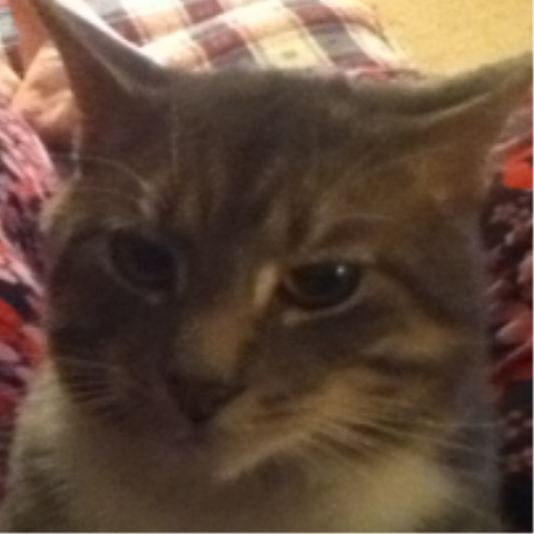 Yo tuvo mi gato favorito, Carter