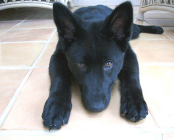 Recibimos mi perro Niko