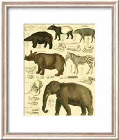 Lorenz Oken classifies animals