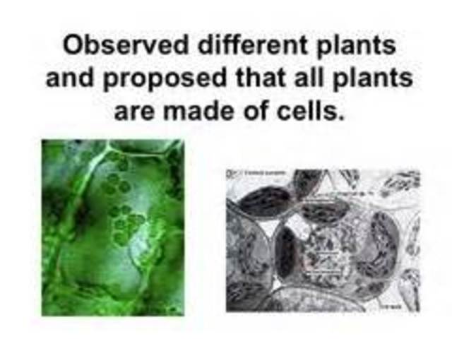 Schleiden states all plants are made of cells