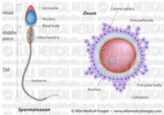 Albrecht von Roelliker looks at sperm and egg cells