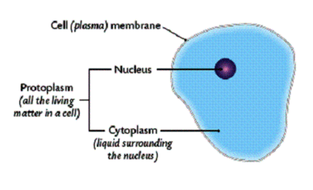 Hugo von Mohl discovers protoplasm