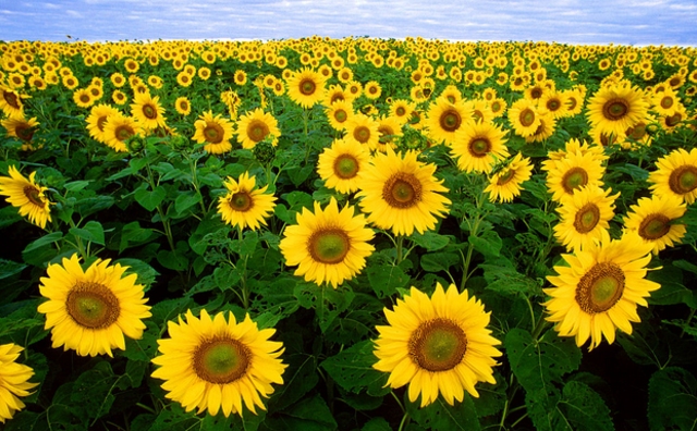 Moved back to Kansas