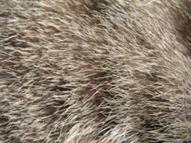 Economy based on fur trade