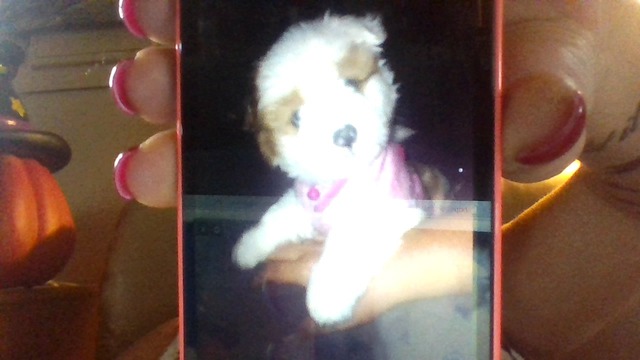 We Got our new Puppy