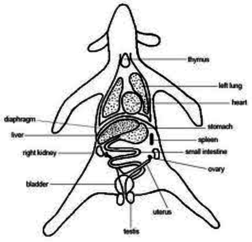 Aristole Sudies Living Things