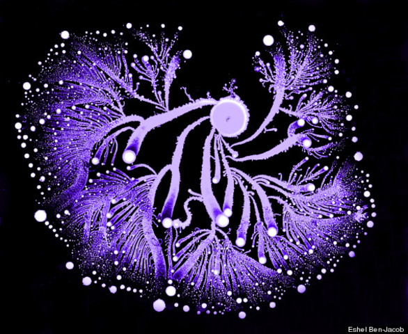 anton was the first to see and describe bacteria, yast plants, the teeming life in a drop of water.