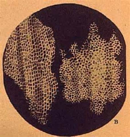 Robert Hooke Invents the Cell