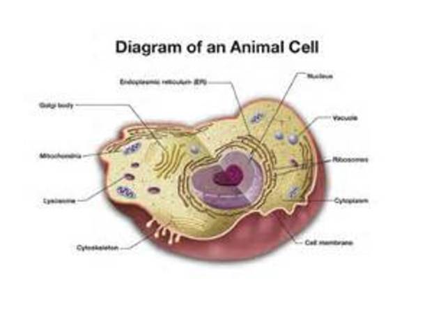 Theodor Schwann Defines the Cell as the Basic Unit of the Animal Structure