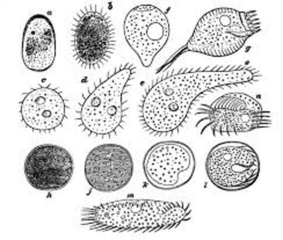 Laurenz Oken expands the buleif of the cell theory