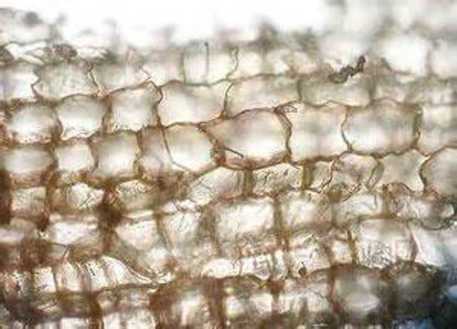 hooke described a honeycomb like network of cellulae in a cork slice