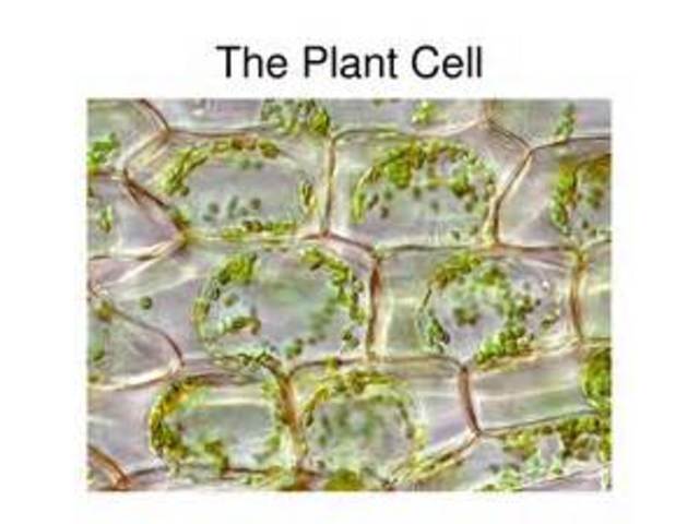 Plantcelldiscovery by Mattias Schleiden