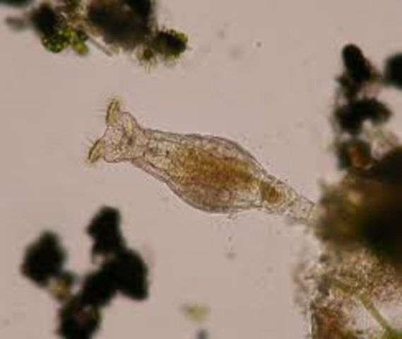 Anton van Leeuwenhoek first to observe bacteria and protozoa