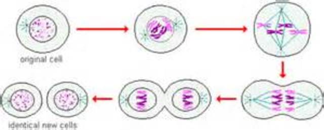 Discovery of Reproduction by Rudolf Virchow