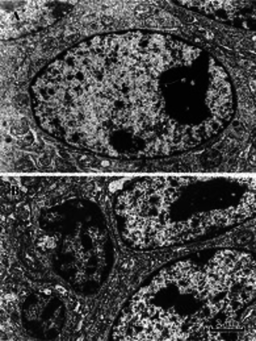 Theodor Schwann of animal structure