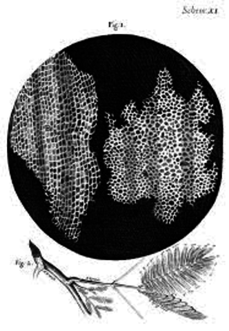 Matthias Schleiden cell theory