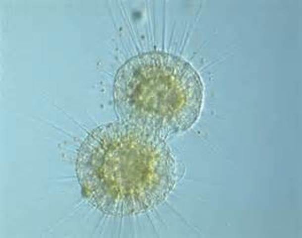 350 b.c.: Aristotle's theories and impact on theories about Reproduction, Heredity, and developement