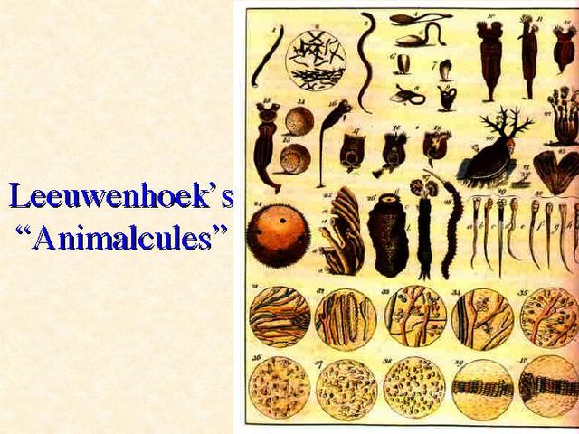 Leeuwenhoek Discovers "Animacules"