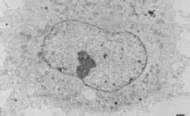 Robert Browns naming Nucleus for the first time