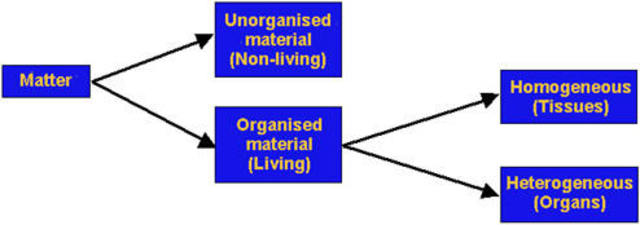 Aristotle Classifies All Living Matter Into Two Categories: Plants and Animals