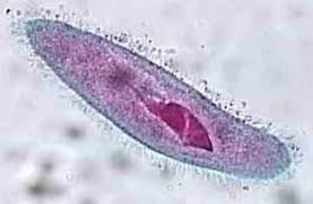 Anton van Leeuwenhoek