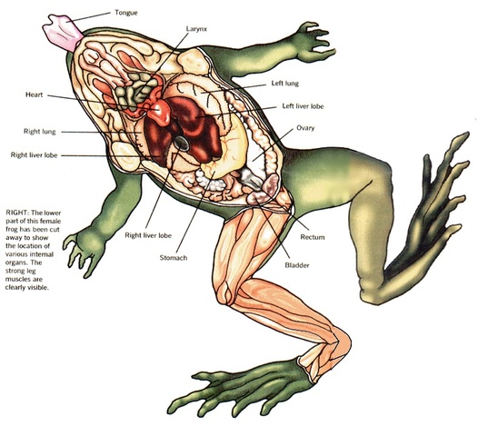 Aristotle experimented with numerous dissections