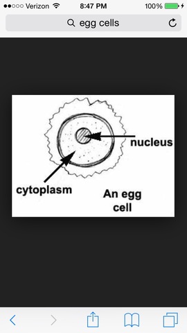 Albrecht van Roelliker